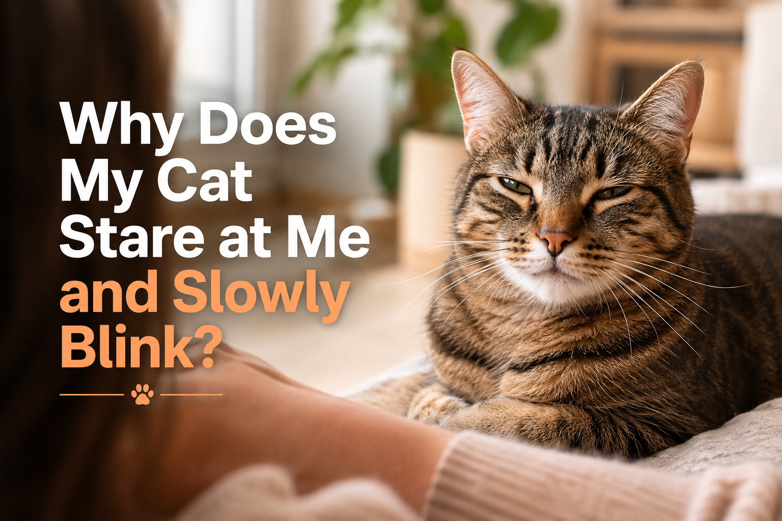 Why Does My Cat Stare at Me and Slowly Blink?