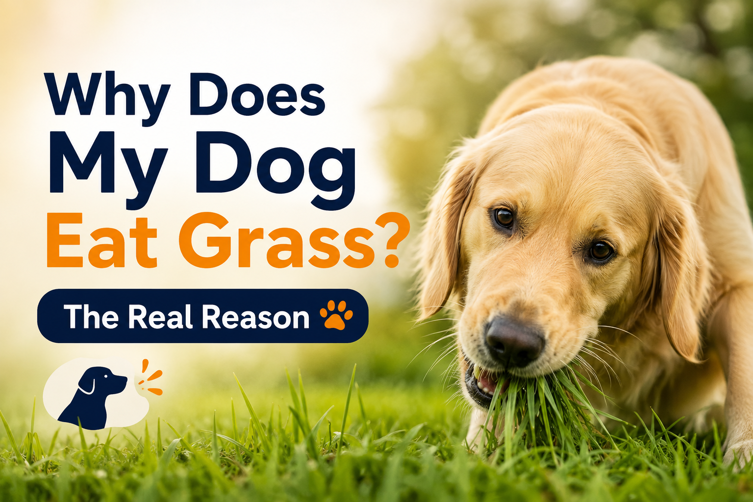 Why Does My Dog Eat Grass? The Real Reason